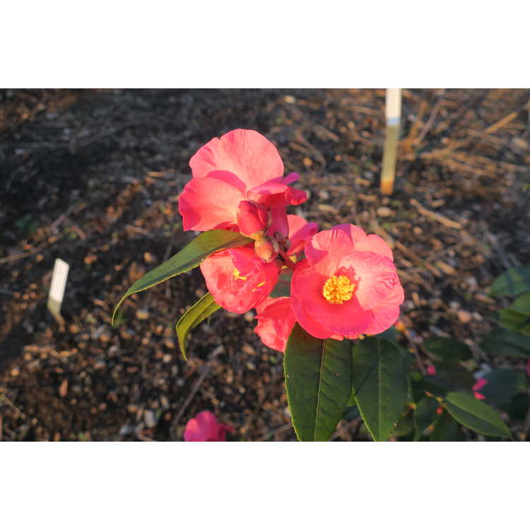 Camellia 'Crimson Candles' - hybrid camellia