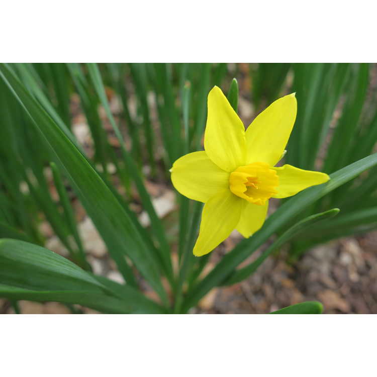 Narcissus Bittern
