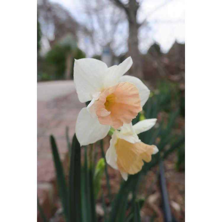 Narcissus 'Sweet Smiles'