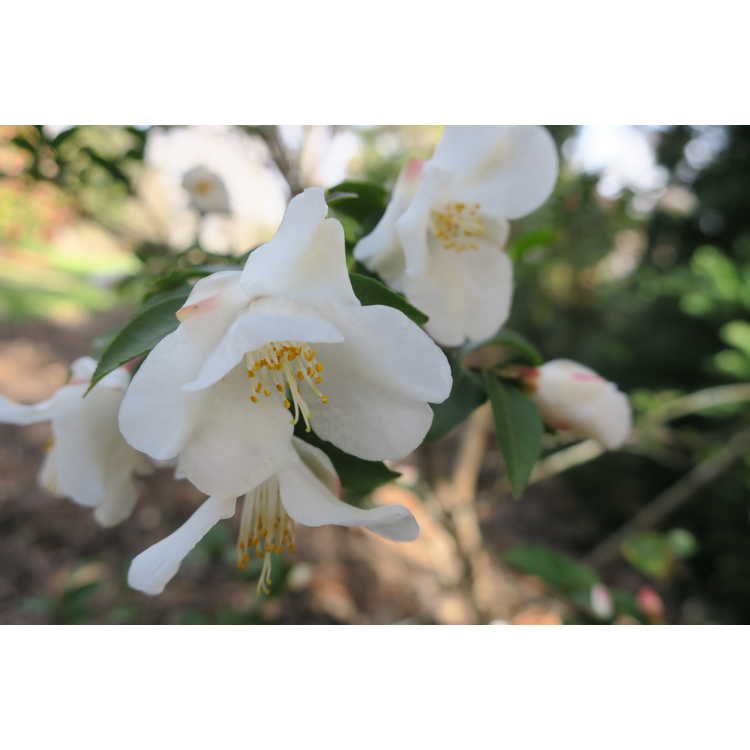Camellia transnokoensis - Mount Noko camellia