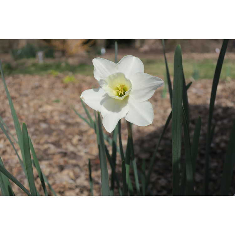 Narcissus 'Sugarbush'