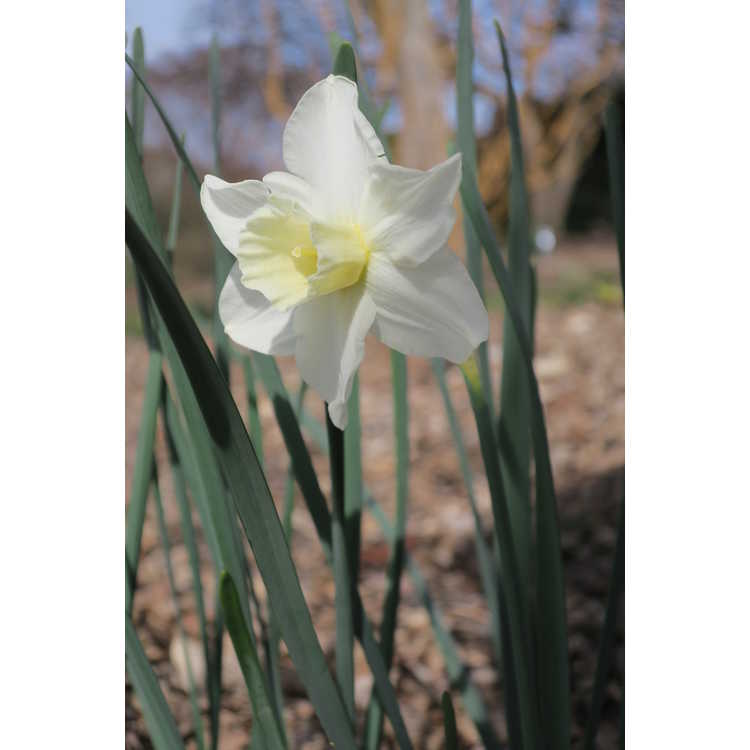 Narcissus 'Sugarbush'