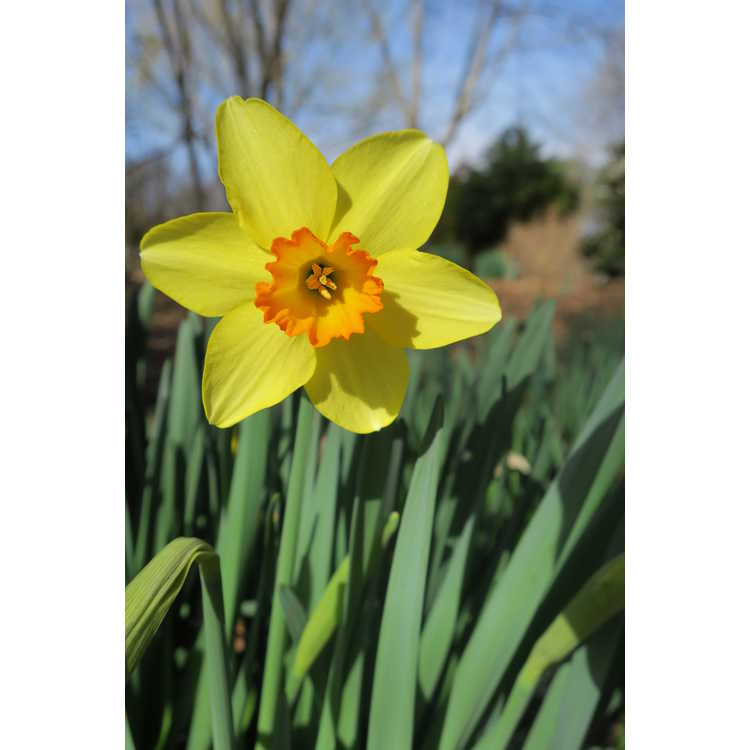 Narcissus 'Ballintoy' - large-cupped daffodil