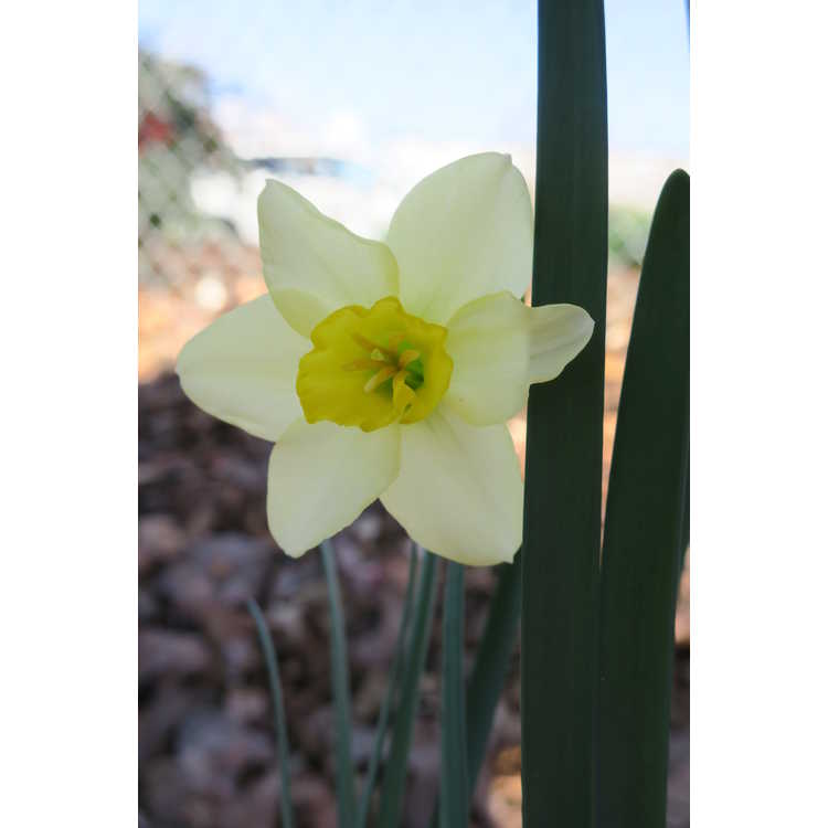 Narcissus 'Park Tropical'