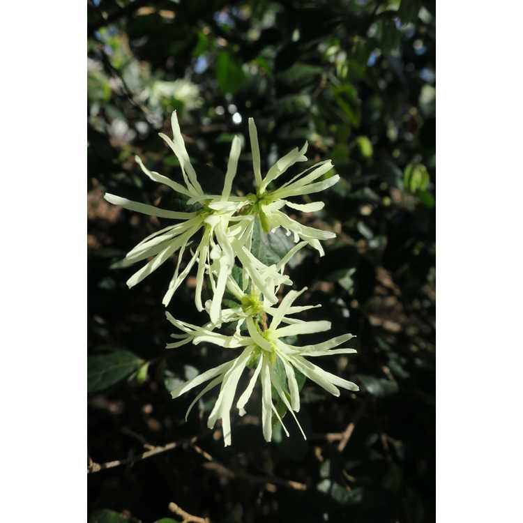 Loropetalum chinense var. rubrum (variegated)