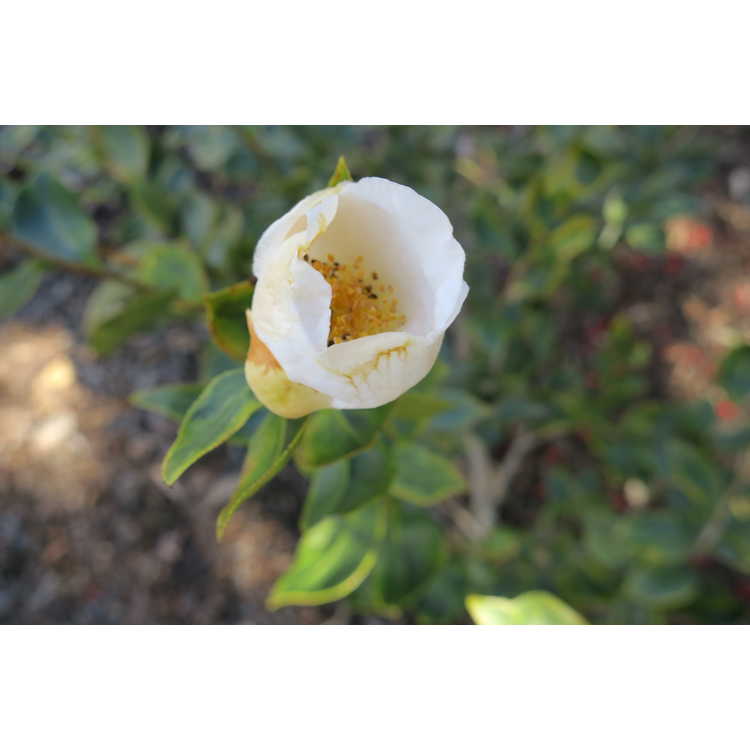 Camellia japonica 'Benten Shiratama'