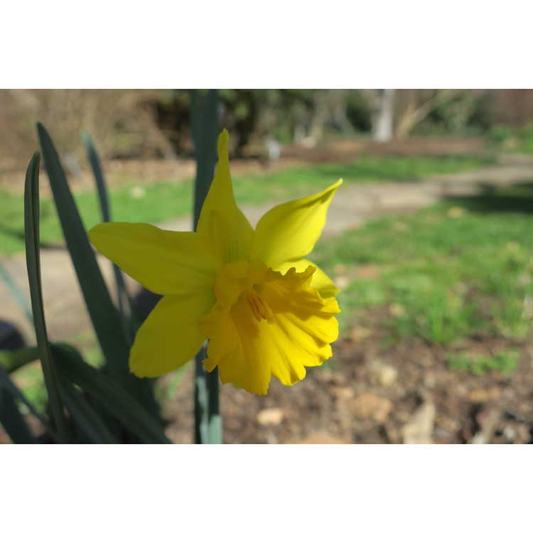 Narcissus Garden Fringe