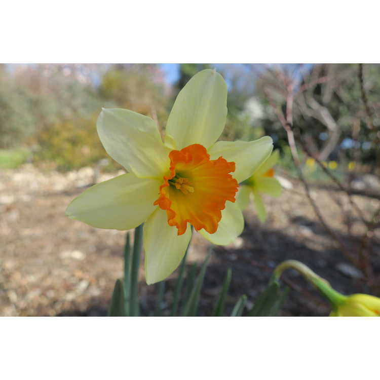 Narcissus 'Sempre Avanti' - large-cupped daffodil