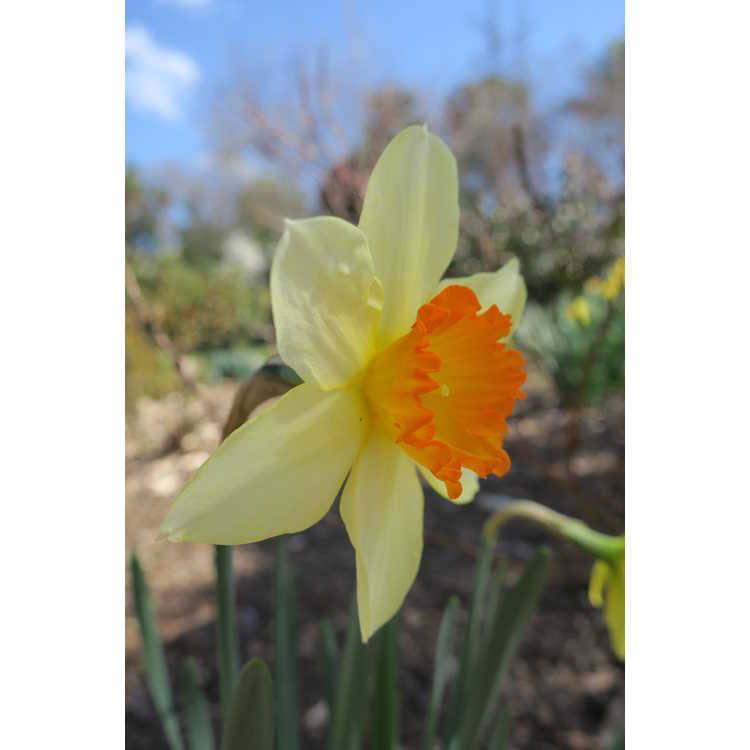Narcissus 'Sempre Avanti' - large-cupped daffodil