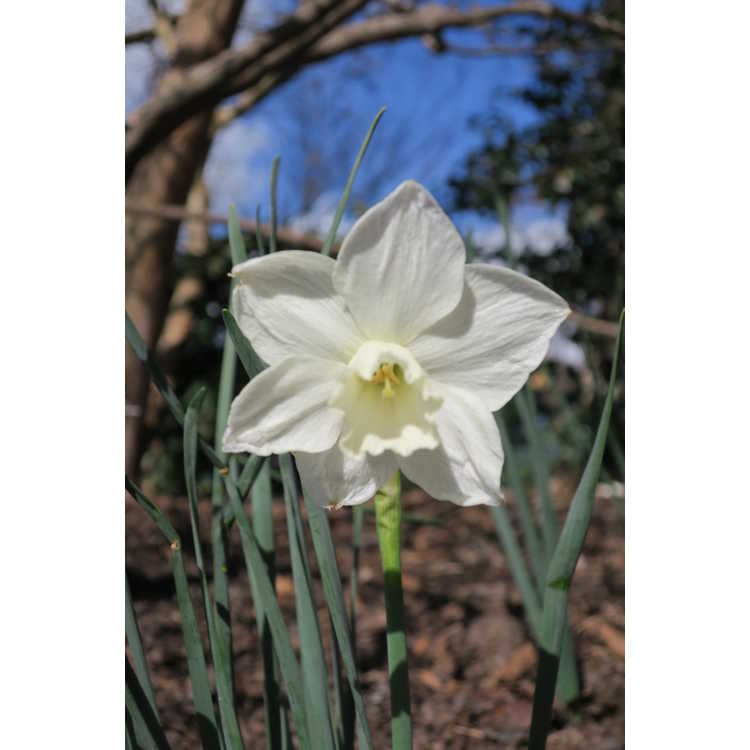 Narcissus 'Pueblo' - jonquilla daffodil