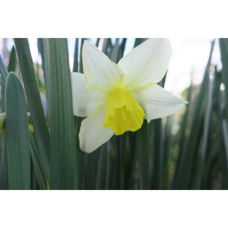 Narcissus 'Pueblo' - jonquilla daffodil
