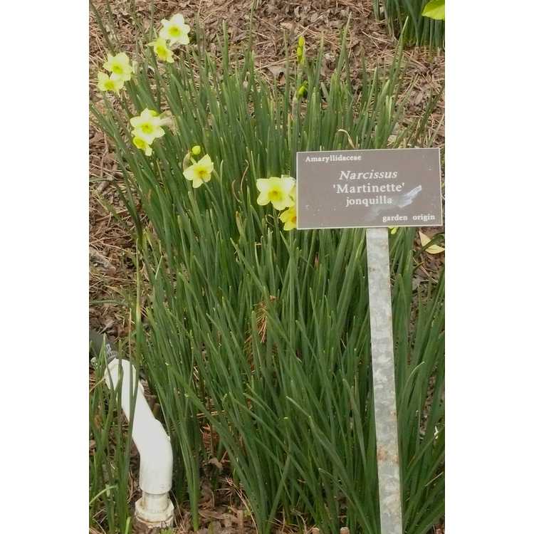 Narcissus 'Martinette' - jonquilla