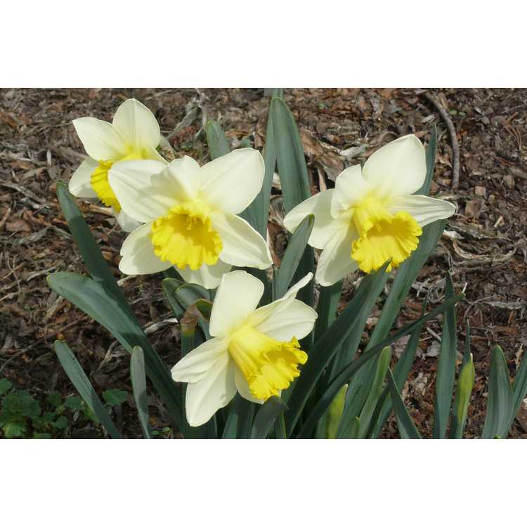 Narcissus 'Sherwood Forest'