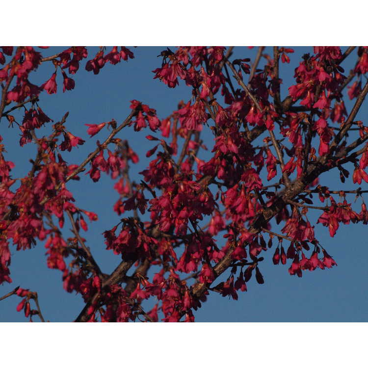 Prunus campanulata