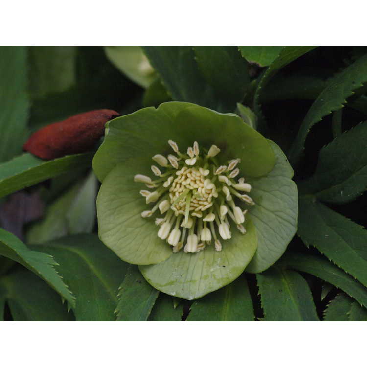 Helleborus viridis - green hellebore