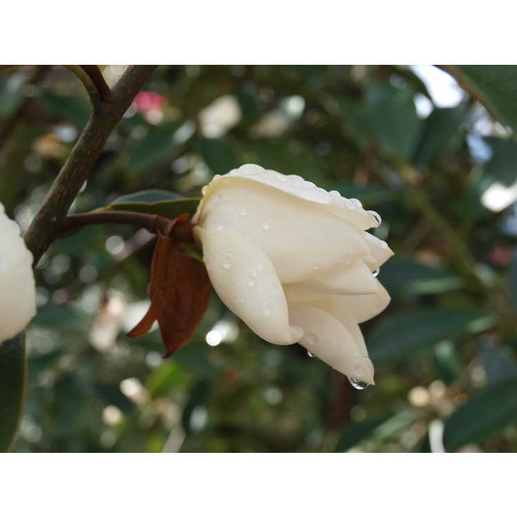 Magnolia 'Eternal Spring'