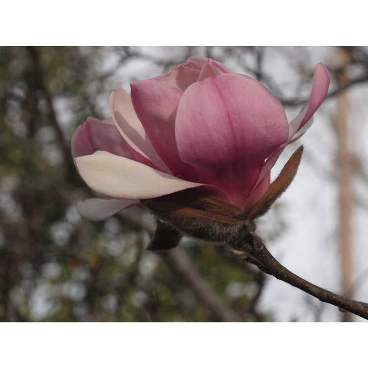 Magnolia Collection