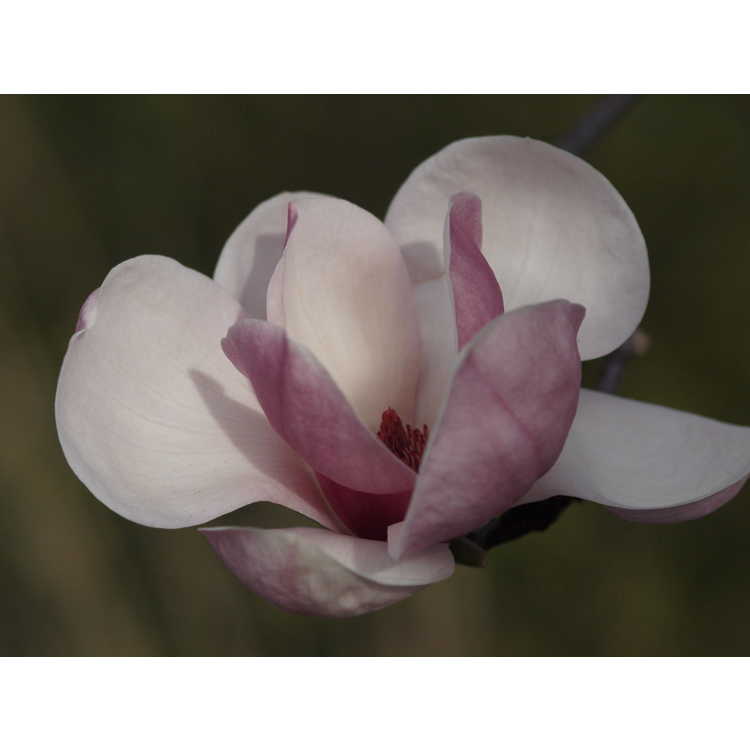 Magnolia ×soulangeana 'Sundew' - saucer magnolia
