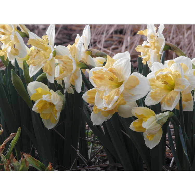 Narcissus 'Mary Gay Lirette' - collar daffodil