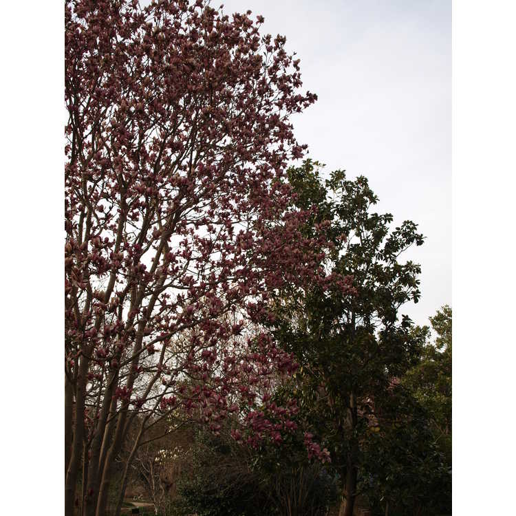 Magnolia ×soulangeana 'Picture'