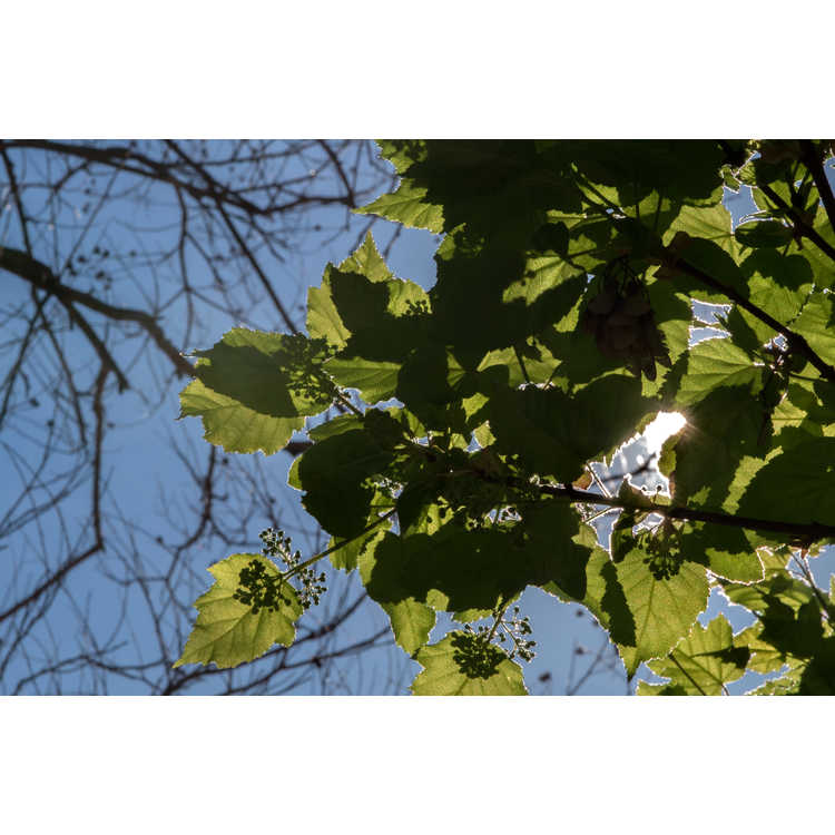 Acer tataricum semenovii