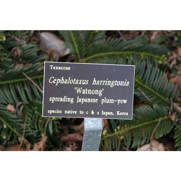 Cephalotaxus harringtonia 'Watnong' - spreading Japanese plum-yew