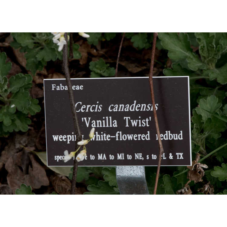Cercis canadensis 'Vanilla Twist'