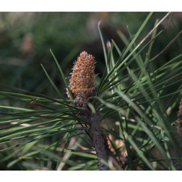 Brepo dwarf Austrian pine