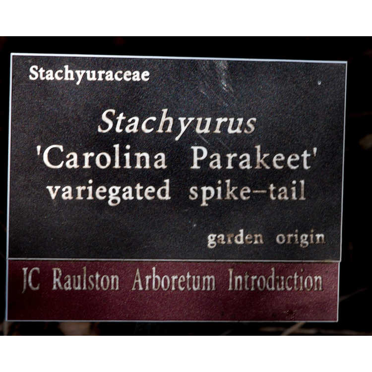 Stachyurus 'Carolina Parakeet'
