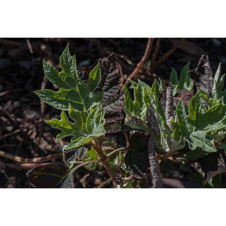 Hydrangea quercifolia 'Semmes Beauty'