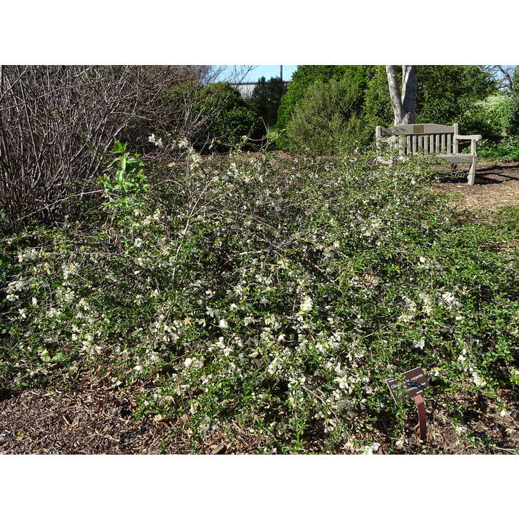 Chaenomeles ×superba 'Jet Trail' - hybrid flowering quince