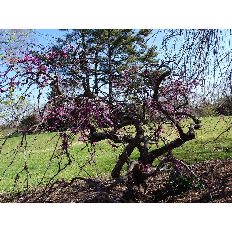 Cercis canadensis texensis Traveller