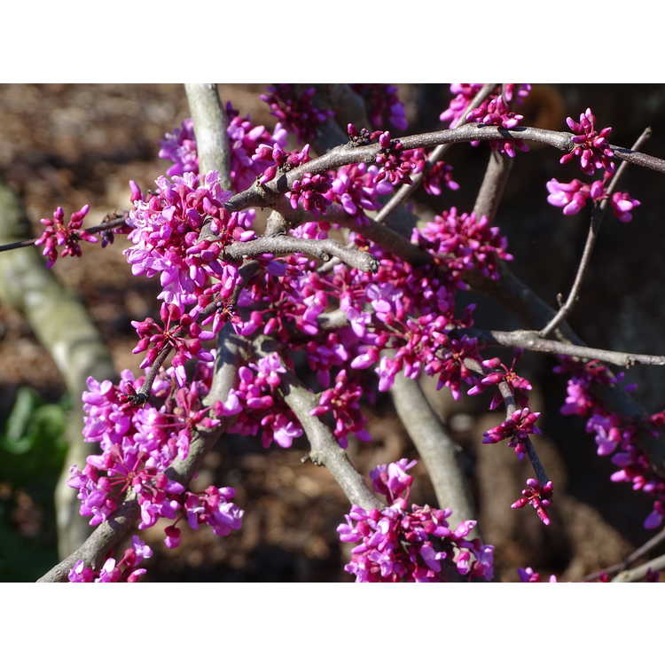 Cercis canadensis texensis Traveller