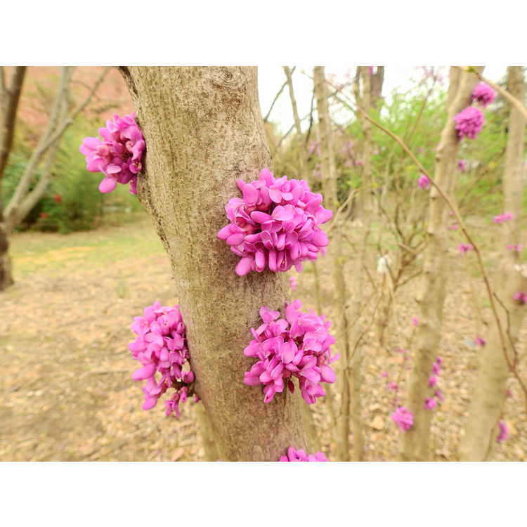 Cercis chinensis 'Kay's Early Hope'
