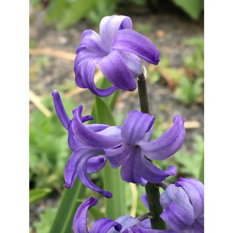 Hyacinthus orientalis 'Blue Festival' - common hyacinth