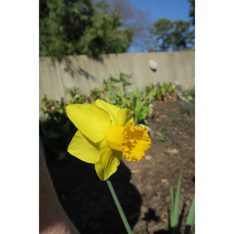 Narcissus 'Larkwhistle' - cyclamineus daffodil