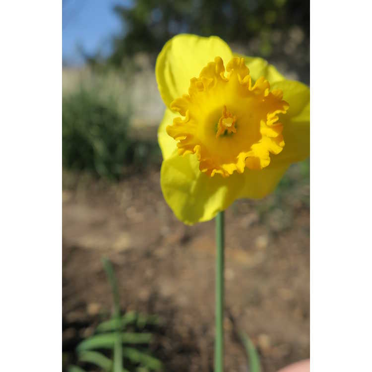 Narcissus 'Larkwhistle'