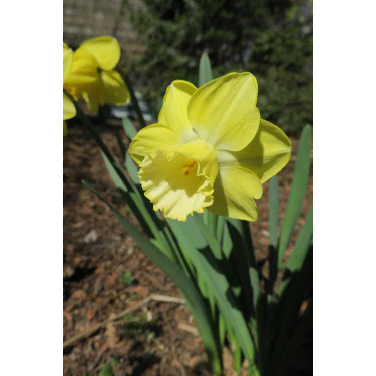Narcissus 'Altun Ha'