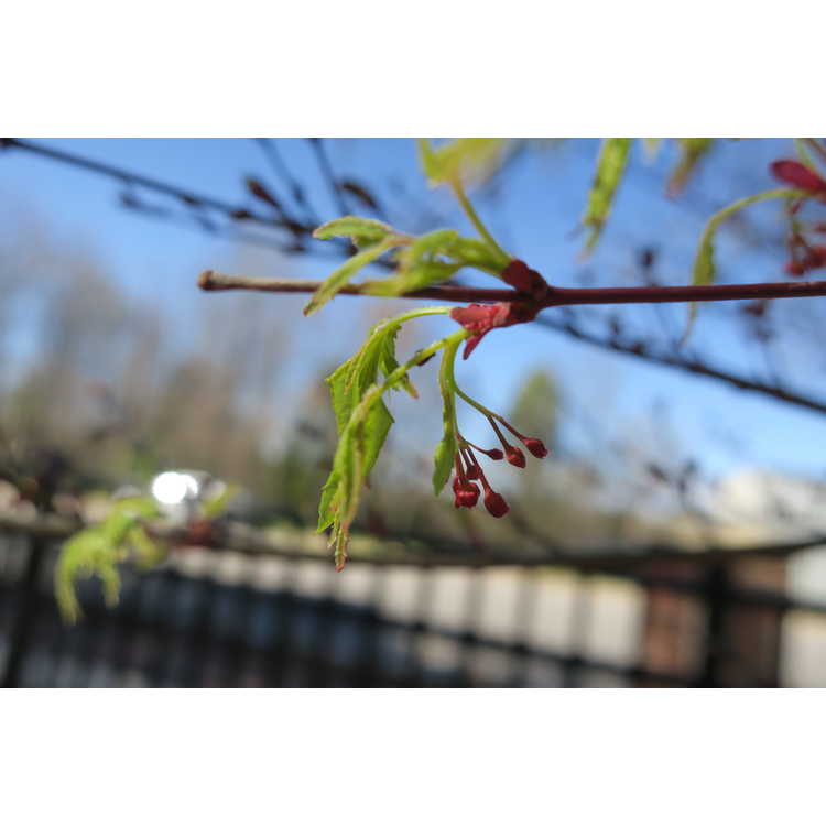 Acer palmatum 'Ao kanzashi' - variegated Japanese maple