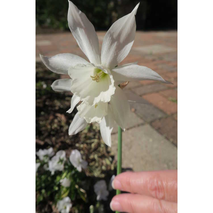 Narcissus Elka