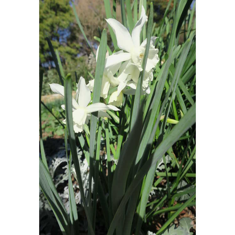 Narcissus 'Elka'