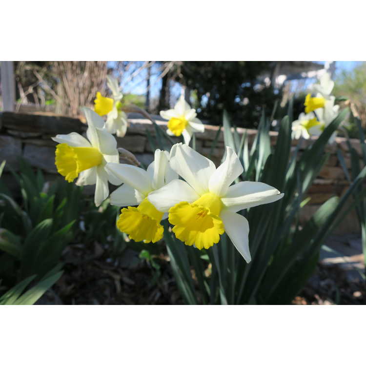 Narcissus Merels Favorite
