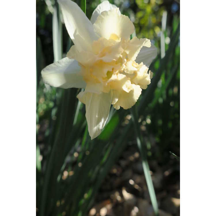 Narcissus 'Palmares'