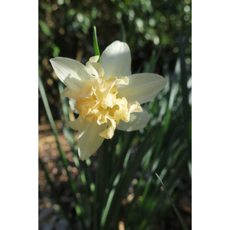 Narcissus 'Palmares'