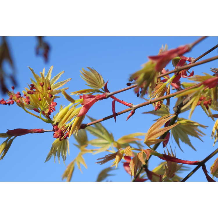 Acer palmatum 'Beni komachi'
