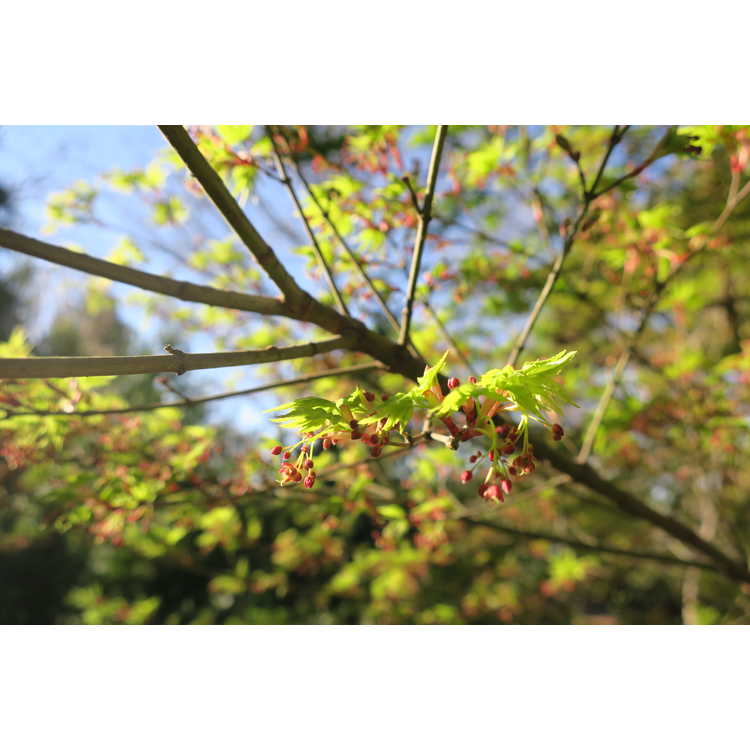 Acer palmatum Nishiki gawa