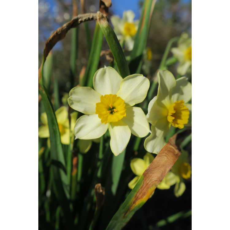 Narcissus Canarybird