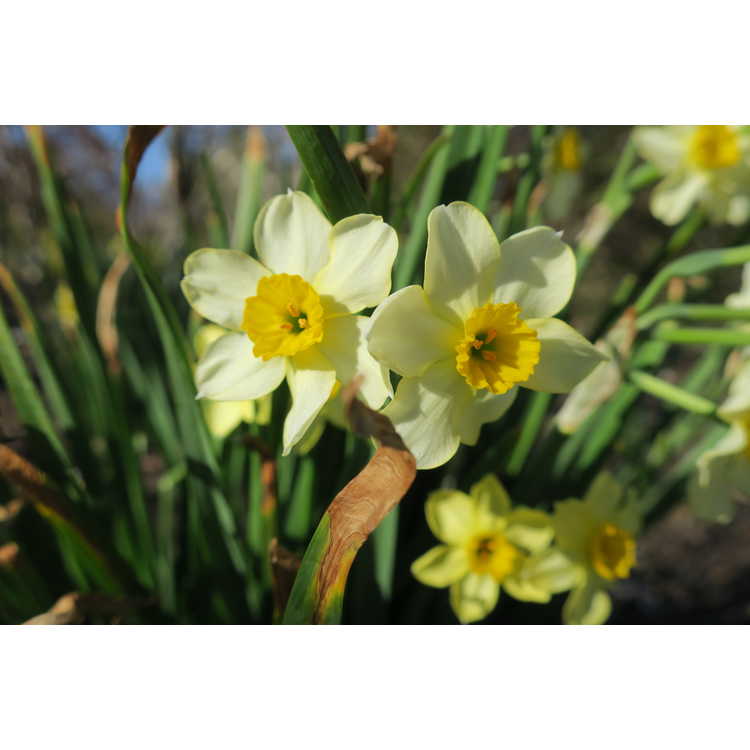 Narcissus 'Canarybird'