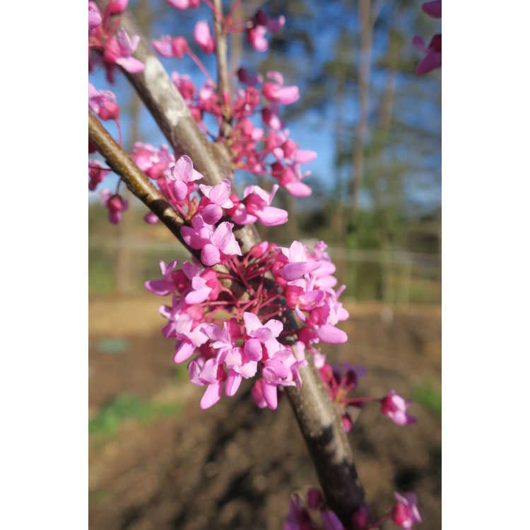 Cercis canadensis 'Jn7' - Summer's Tower upright redbud