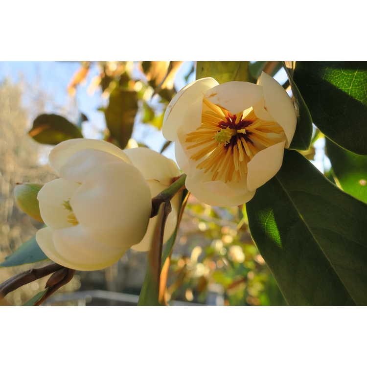 Magnolia 'Brass Monkey' - brass monkey hybrid evergreen magnolia